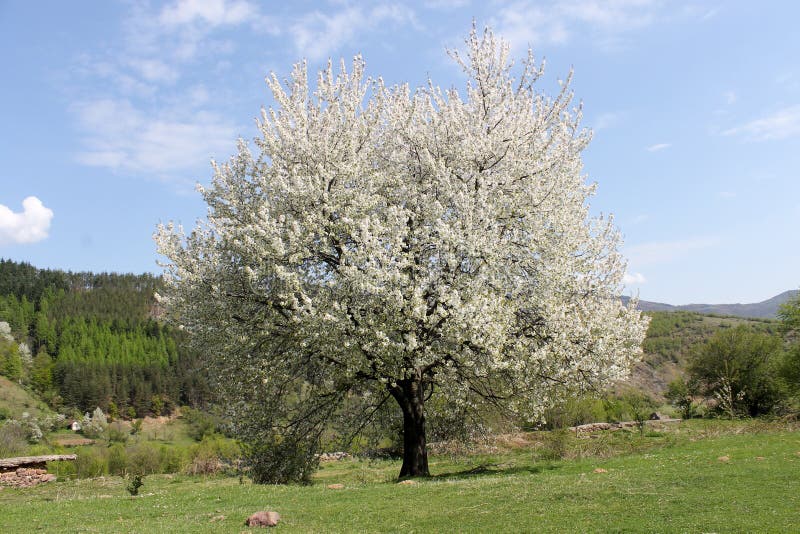 Λαμπρό δέντρο άνοιξη στοκ εικόνα Λαμπρό δέντρο άνοιξη στοκ εικόνα