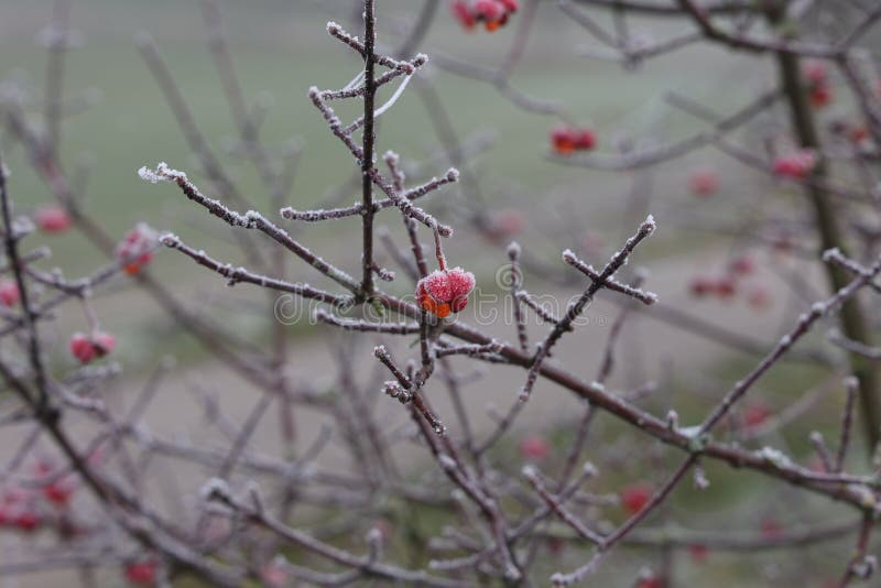 λαμπρό ροζ λουλούδι με φρούτα του euonymus europaeus. ένα φωτεινό, μοναδικό ροζ λουλούδι με φρούτα του ευονύμου europaeus