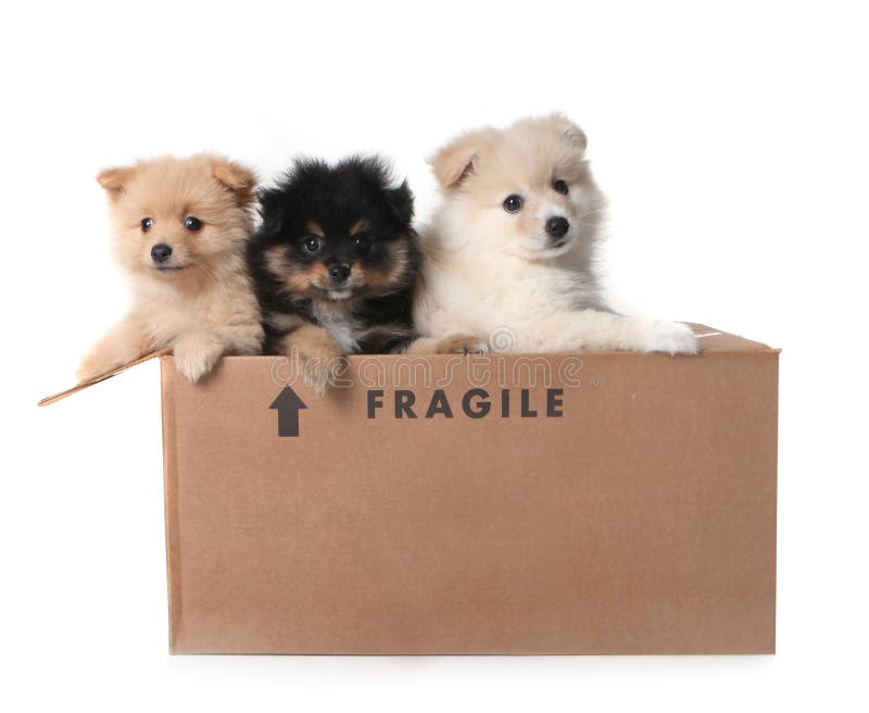 Three Adorable Puppies in a Cardboard Box Marked as Fragile. Three Adorable Puppies in a Cardboard Box Marked as Fragile