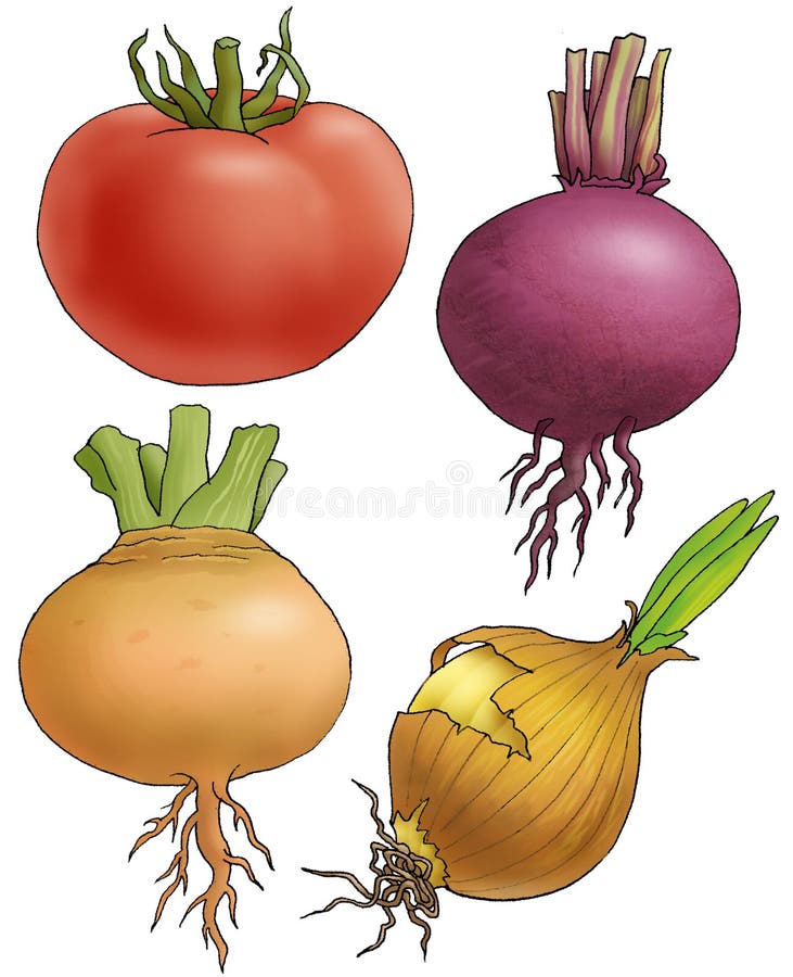 Four vegetables on a white background. Four vegetables on a white background