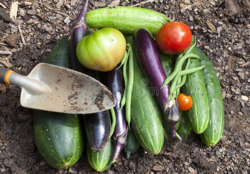 Λαχανικά κήπων