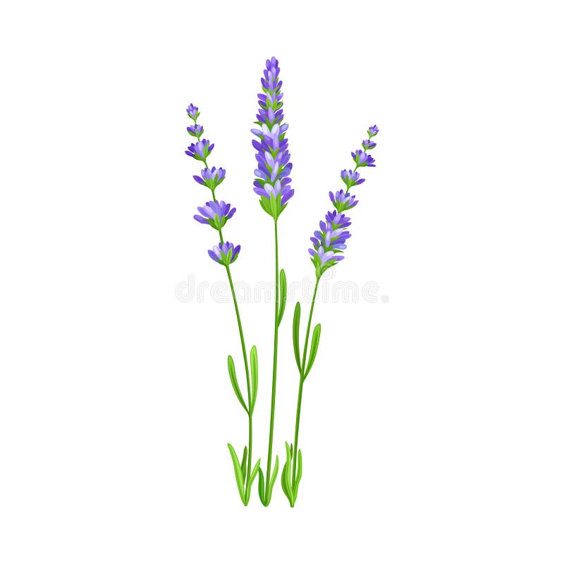 Lavender with Small Florets as Wildflower Specie or Herbaceous Flowering Plant Vector Illustration. Natural Meadow Flora and Herb Concept. Lavender with Small Florets as Wildflower Specie or Herbaceous Flowering Plant Vector Illustration. Natural Meadow Flora and Herb Concept