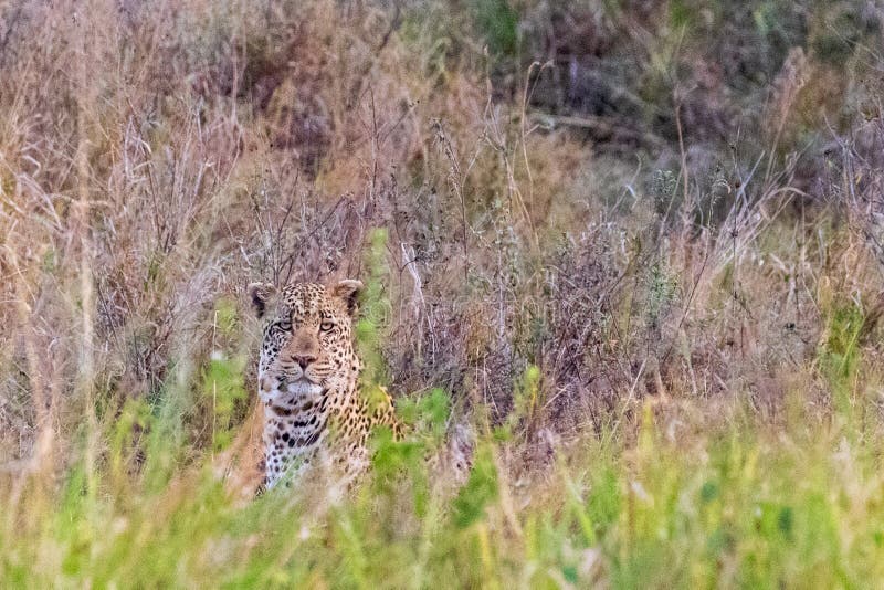 Λεοπάρδαλη Παρατήρηση στο Serengeti στοκ φωτογραφίες