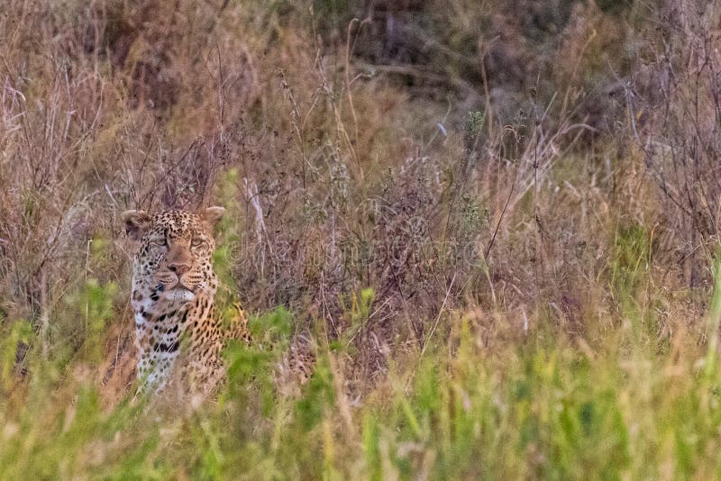 Λεοπάρδαλη Παρατήρηση στο Serengeti στοκ φωτογραφία με δικαίωμα ελεύθερης χρήσης