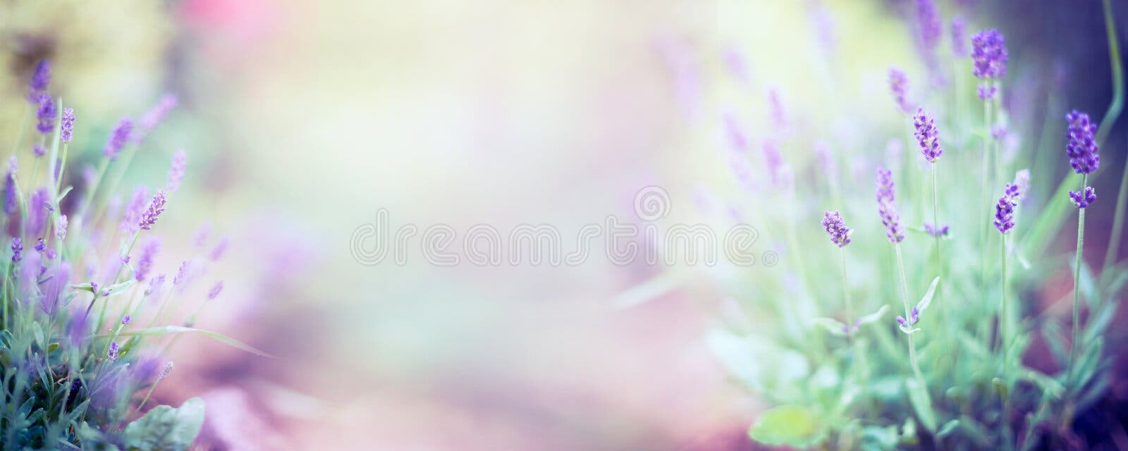 Λεπτές lavender εγκαταστάσεις λουλουδιών και άνθιση στο θολωμένο υπόβαθρο φύσης, πανόραμα Λεπτές lavender εγκαταστάσεις λουλουδιών και άνθιση στο θολωμένο υπόβαθρο φύσης, πανόραμα