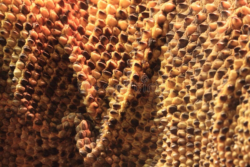 Λεπτομέρεια δράκων Komodo στοκ φωτογραφίες με δικαίωμα ελεύθερης χρήσης