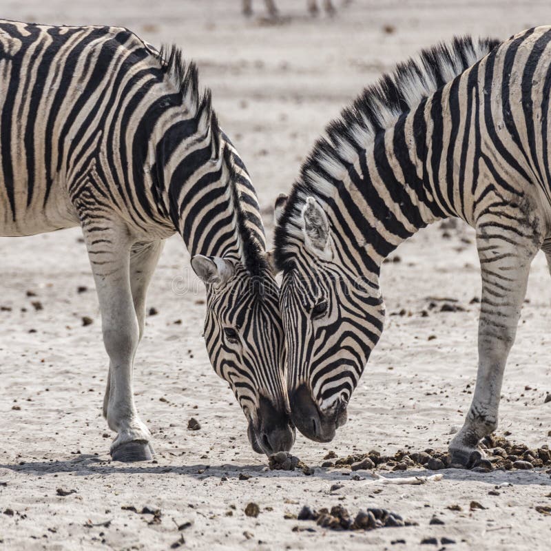 Λεπτομέρεια των zebras zwo στοκ εικόνες με δικαίωμα ελεύθερης χρήσης Λεπτομέρεια των zebras zwo στοκ εικόνες με δικαίωμα ελεύθερης χρήσης