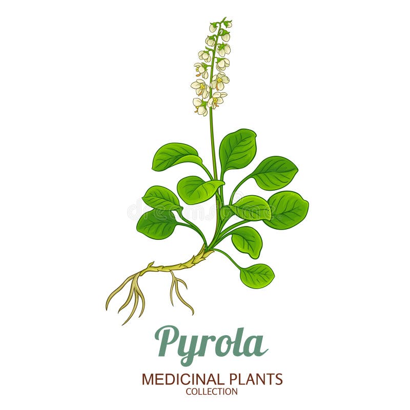 Λεπτομερής απεικόνιση έγχρωμου φυτού Pyrola ελεύθερη απεικόνιση δικαιώματος