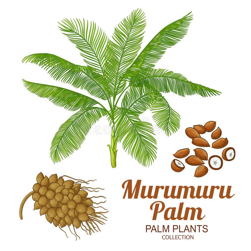 Λεπτομερής απεικόνιση χρώματος παλάμης Murumuru απεικόνιση αποθεμάτων