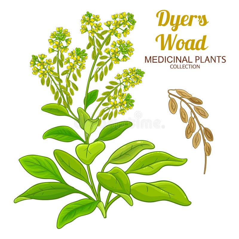 Λεπτομερής Απεικόνιση Χρώματος Φυτού Dyers Woad διανυσματική απεικόνιση