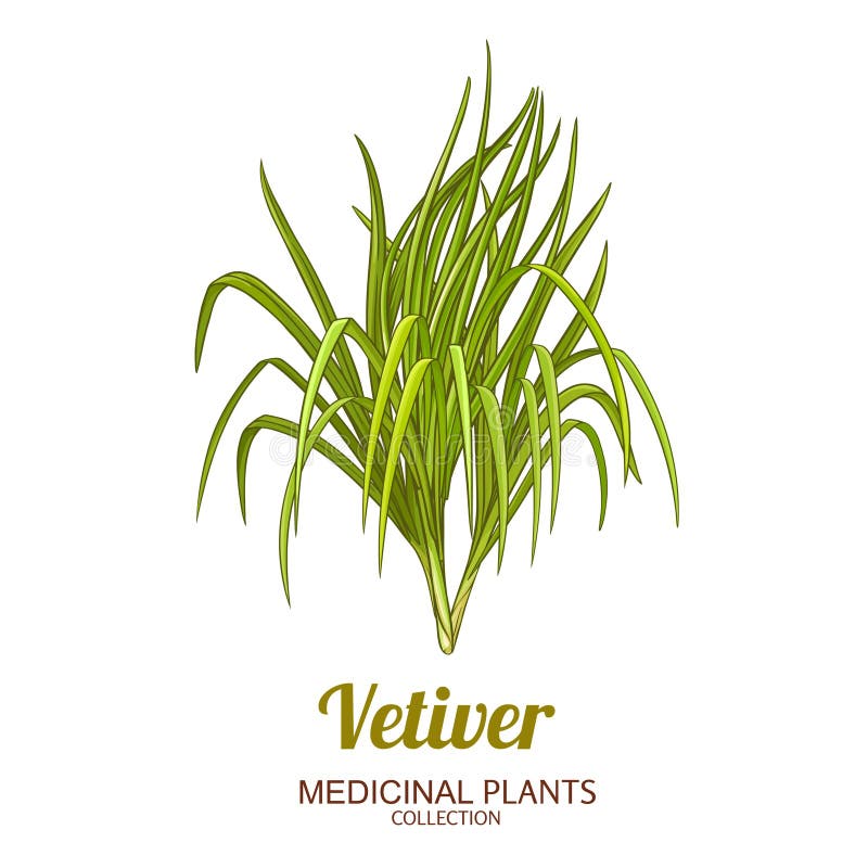Λεπτομερής απεικόνιση χρώματος φυτού Vetiver απεικόνιση αποθεμάτων