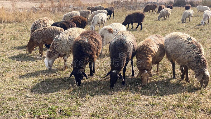 λερωμένα κουρωτά πρόβατα έχουν σκύψει τα κεφάλια τους και μασάνε πράσινο γρασίδι. εκτροφή ζώων και γεωργία στην κιργιζία. ένα στοκ εικόνα