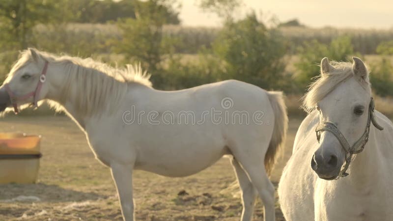 λευκά άλογα με άσπρους άνδρες σε μια ανεμοδαρμένη μέρα σε μια φάρμα με κουκούλες κινουμένων σχεδίων περπατάει σε μια μάντρα. αναπα