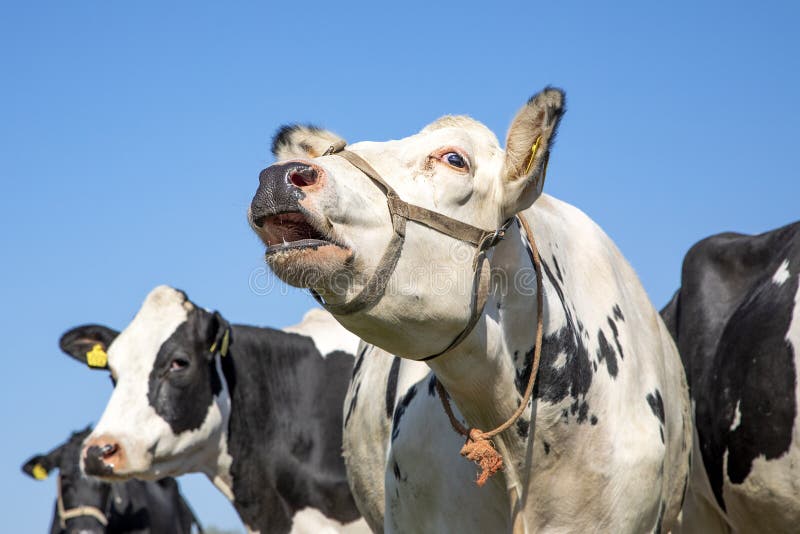 White cow with a strap and an orange rope around her face and neck does moo with her head uplifted, blue sky. White cow with a strap and an orange rope around her face and neck does moo with her head uplifted, blue sky