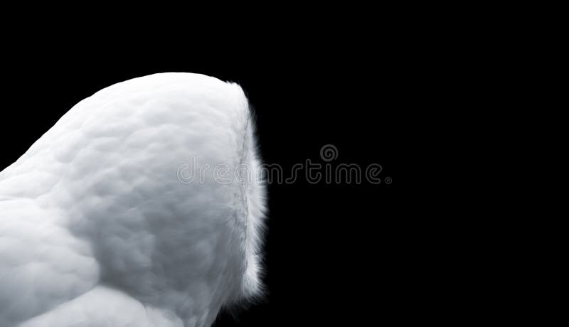 Portrait profile of a white owl with a black background, minimalism, copy space. Portrait profile of a white owl with a black background, minimalism, copy space