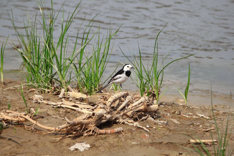 White Wagtail Scientific name: Motacilla alba: It is a bird of the family Passeridae. It is a small songbird. It is white on the front and face of the forehead, and black on the back of the head, pillow, and neck. The back and shoulders are black or gray, and the flying feathers are black. The small cover feathers on the wings are gray or black, the middle cover feathers, the large cover feathers are white or the tip white, and obvious white wing spots are formed on the wings. The tail is long and narrow, the tail feathers are black, and the outer two pairs of tail feathers are mainly white. The chin and throat are white or black, the chest is black, and the rest of the lower body is white. The iris is dark brown, and the mouth and tarsus are black. It inhabits nearby villages, rivers, streams, ponds, etc., and can be seen on cultivated land and grasslands near the water. When flying, it moves forward in a wavy manner, and the tail swings up and down when it stops. White Wagtail Scientific name: Motacilla alba: It is a bird of the family Passeridae. It is a small songbird. It is white on the front and face of the forehead, and black on the back of the head, pillow, and neck. The back and shoulders are black or gray, and the flying feathers are black. The small cover feathers on the wings are gray or black, the middle cover feathers, the large cover feathers are white or the tip white, and obvious white wing spots are formed on the wings. The tail is long and narrow, the tail feathers are black, and the outer two pairs of tail feathers are mainly white. The chin and throat are white or black, the chest is black, and the rest of the lower body is white. The iris is dark brown, and the mouth and tarsus are black. It inhabits nearby villages, rivers, streams, ponds, etc., and can be seen on cultivated land and grasslands near the water. When flying, it moves forward in a wavy manner, and the tail swings up and down when it stops.