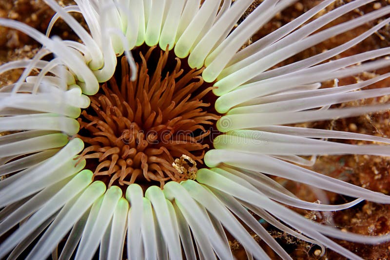 Underwater photo of an white anemone. Underwater photo of an white anemone