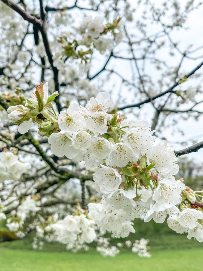 Λευκό Apple Tree Floral Blossom κατακόρυφη λήψη στοκ εικόνες