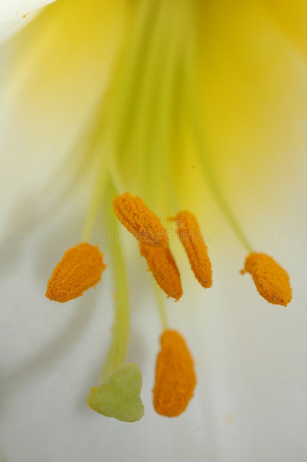 λευκό hemerocallis στοκ εικόνα λευκό hemerocallis στοκ εικόνα