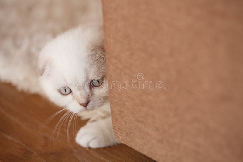 λευκό γατάκι με λαμπερά μάτια κοιτάζει πίσω από τον καναπέ
