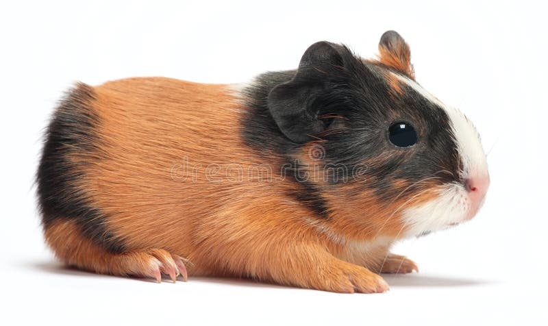 Guinea pig baby (3 days) isolated on white background. Guinea pig baby (3 days) isolated on white background