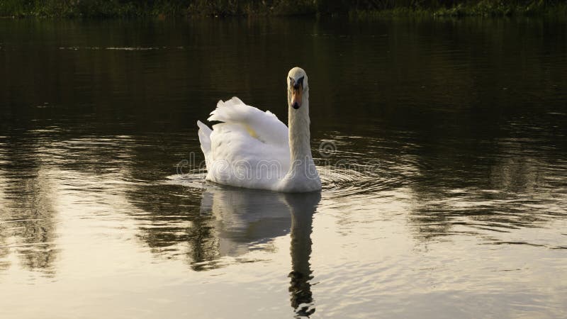 White swan on the water at sunset golden days. White swan on the water at sunset golden days.