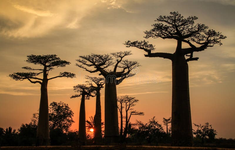 Λεωφόρος των αδανσωνιών, Morondava, περιοχή Menabe, της Μαδαγασκάρης στοκ εικόνα με δικαίωμα ελεύθερης χρήσης Λεωφόρος των αδανσωνιών, Morondava, περιοχή Menabe, της Μαδαγασκάρης στοκ εικόνα με δικαίωμα ελεύθερης χρήσης