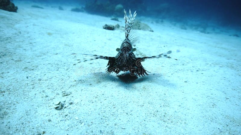 Λιανοψαρόψαρο σε κοραλλιογενή ύφαλο