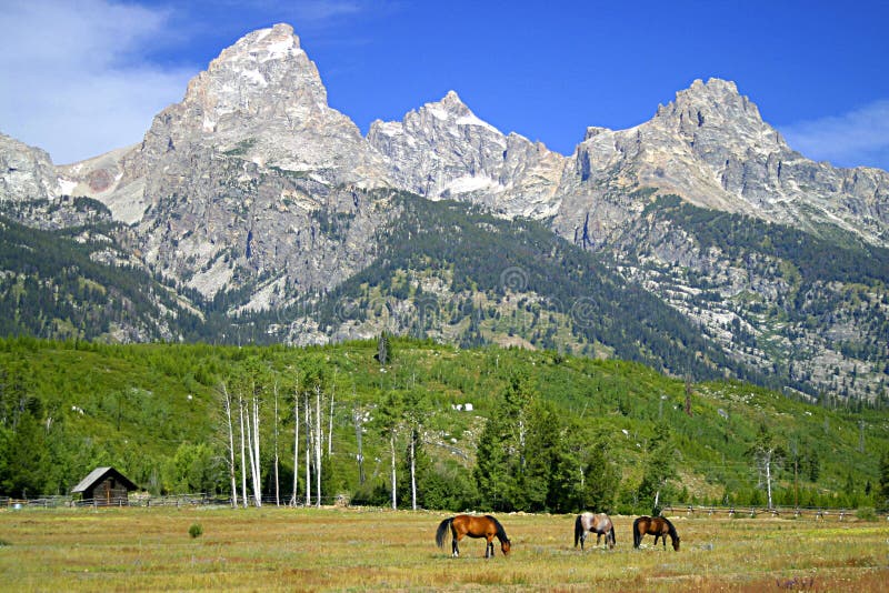 Download λιβάδι teton στοκ εικόνες. εικόνα από τοπίο, εθνικός, πάρκο - 56226