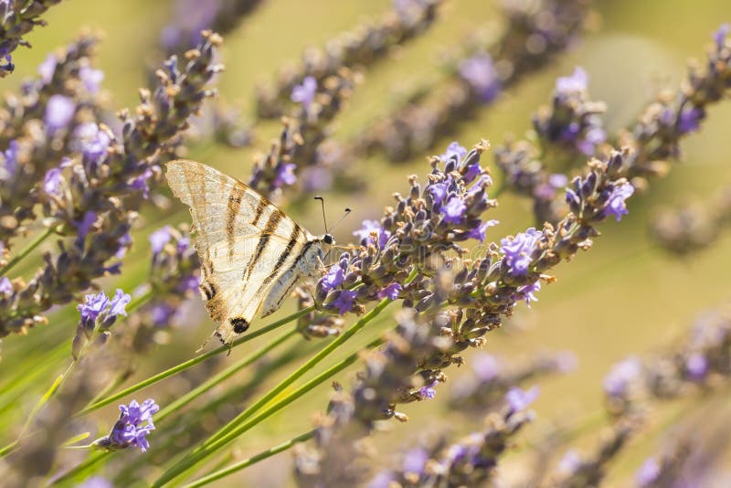 Λιγοστή πεταλούδα podalirius Iphiclides πεταλούδων swallowtail στα πορφυρά lavender λουλούδια στοκ φωτογραφία με δικαίωμα ελεύθερης χρήσης Λιγοστή πεταλούδα podalirius Iphiclides πεταλούδων swallowtail στα πορφυρά lavender λουλούδια στοκ φωτογραφία με δικαίωμα ελεύθερης χρήσης