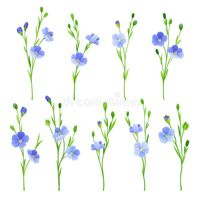 Flax or Linseed as Cultivated Flowering Plant Specie with Pale Blue Flowers on Stem Vector Set. Linum Blossom as Botanical Flora Used for Linen Textile Concept. Flax or Linseed as Cultivated Flowering Plant Specie with Pale Blue Flowers on Stem Vector Set. Linum Blossom as Botanical Flora Used for Linen Textile Concept