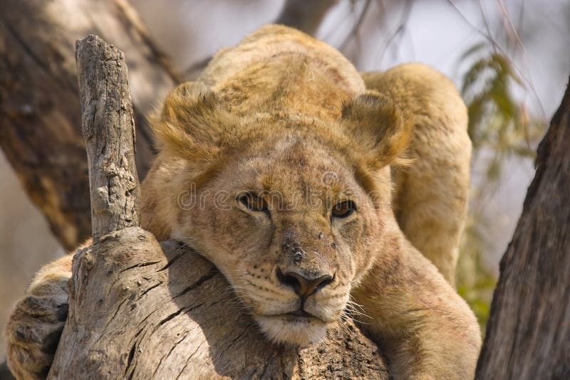 Λιοντάρι (leo Panthera) στο δέντρο, Kruger Nati στοκ φωτογραφία Λιοντάρι (leo Panthera) στο δέντρο, Kruger Nati στοκ φωτογραφία