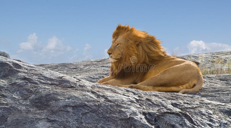 Free african lion in serengeti africa. Free african lion in serengeti africa