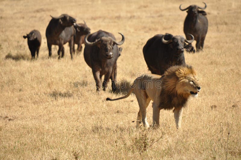 A group of water buffalos chasing a male lion. A group of water buffalos chasing a male lion