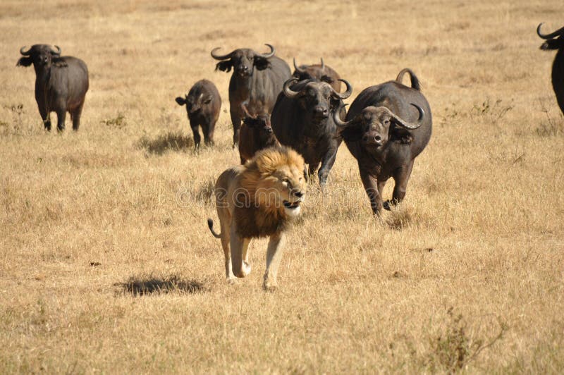 A group of water buffalos chasing a male lion. A group of water buffalos chasing a male lion