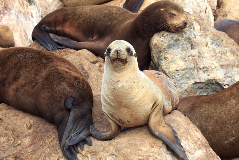 Λιοντάρια θάλασσας Καλιφόρνιας στον κόλπο Monterey στοκ φωτογραφία Λιοντάρια θάλασσας Καλιφόρνιας στον κόλπο Monterey στοκ φωτογραφία
