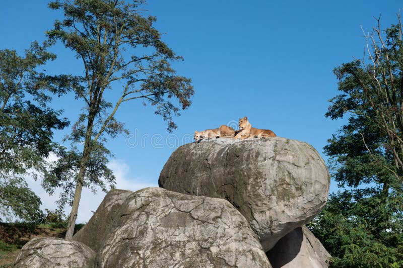 Two lions resting atop a rock formation under a clear sky. Two lions resting atop a rock formation under a clear sky