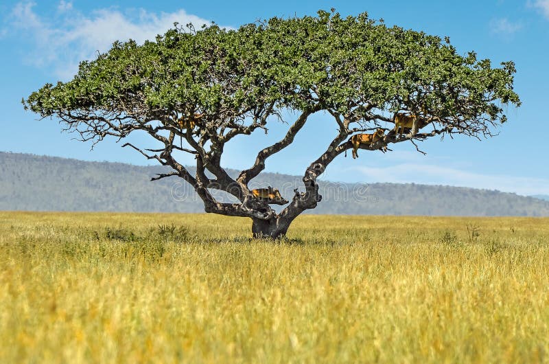 λιοντάρια που στέκονται στα κλαδιά μιας acacia στη μέση της αφρικανικής σαβάνας στοκ φωτογραφία