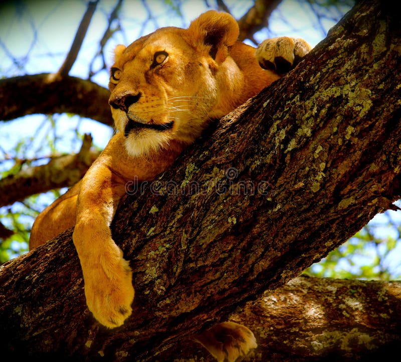 Λιονταρίνα Treed στο Serengeti, Τανζανία, Αφρική στοκ φωτογραφία με δικαίωμα ελεύθερης χρήσης Λιονταρίνα Treed στο Serengeti, Τανζανία, Αφρική στοκ φωτογραφία με δικαίωμα ελεύθερης χρήσης