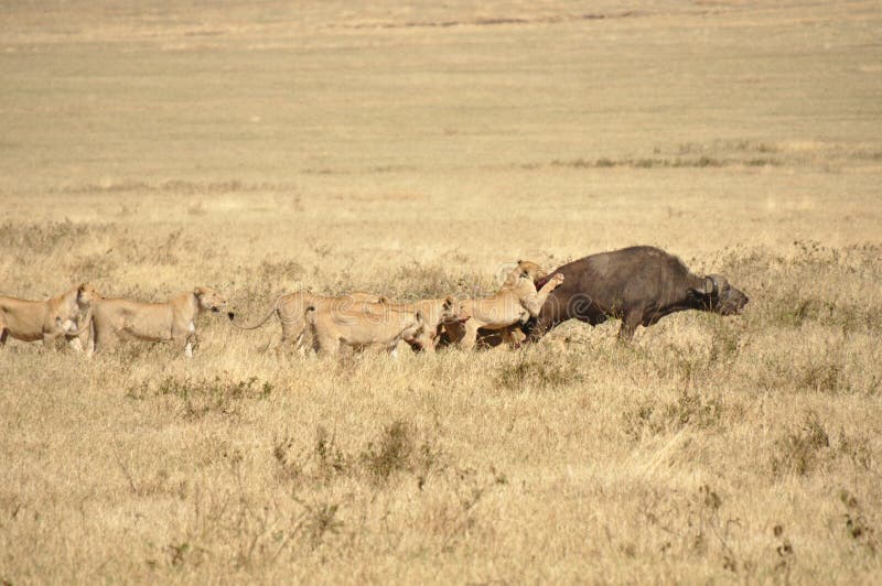 A group of lionesses attacking a water buffalo. A group of lionesses attacking a water buffalo