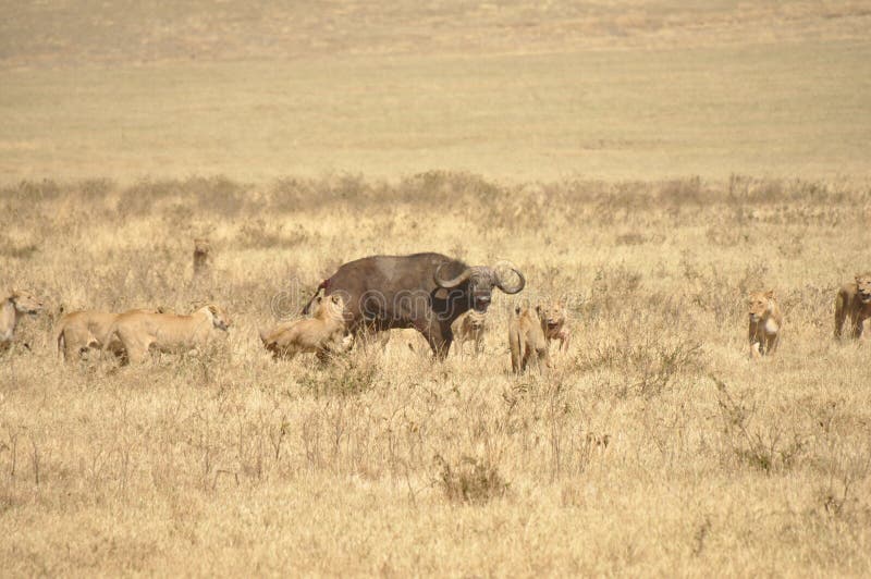 A group of lionesses attacking a water buffalo. A group of lionesses attacking a water buffalo