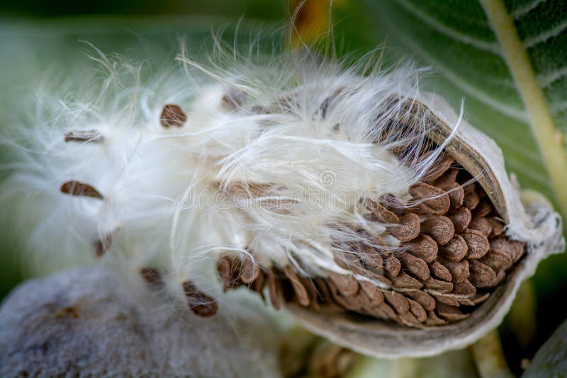 Λοβός σπόρου Milkweed στοκ φωτογραφία Λοβός σπόρου Milkweed στοκ φωτογραφία