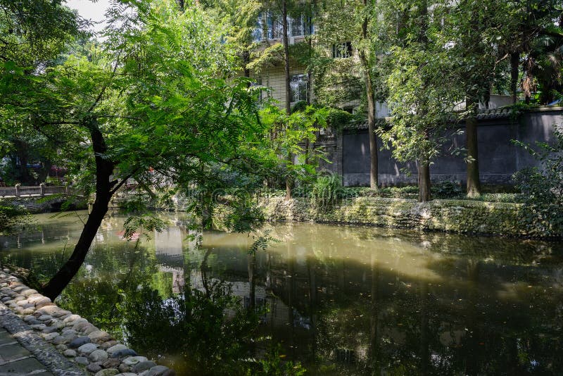 Λοξό δέντρο στη σκιερή ακτή το ηλιόλουστο καλοκαίρι. Ένα λοξό δέντρο στη σκιασμένη ακτή το verdant ηλιόλουστο καλοκαίρι, Chengdu, Κίνα