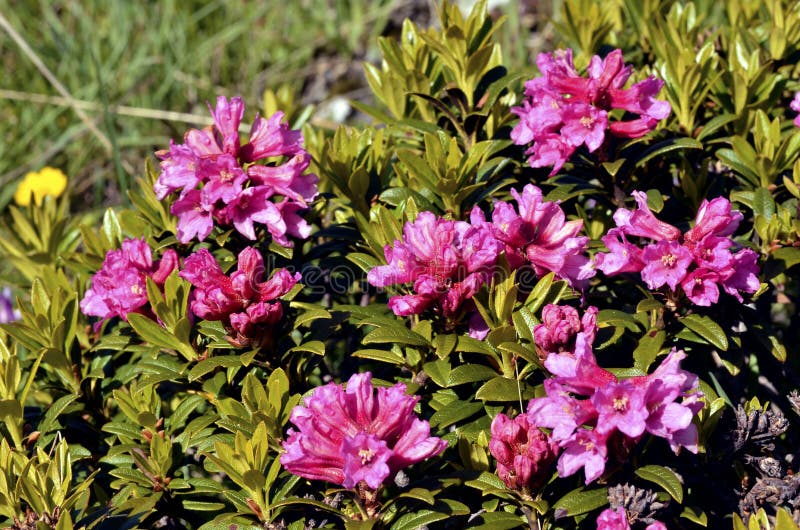 Λουλούδι Alpenrose κινηματογραφήσεων σε πρώτο πλάνο στις γαλλικές Άλπεις στοκ φωτογραφία με δικαίωμα ελεύθερης χρήσης Λουλούδι Alpenrose κινηματογραφήσεων σε πρώτο πλάνο στις γαλλικές Άλπεις στοκ φωτογραφία με δικαίωμα ελεύθερης χρήσης