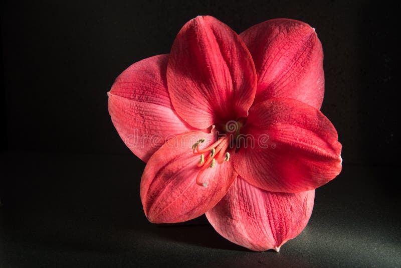Λουλούδι Amaryllis στο σκοτεινό υπόβαθρο στοκ εικόνα Λουλούδι Amaryllis στο σκοτεινό υπόβαθρο στοκ εικόνα