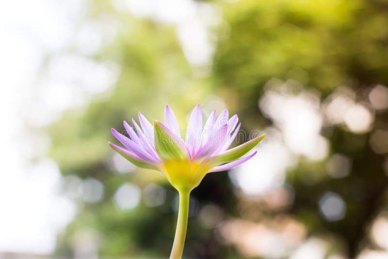 Λουλούδι Lotus ή κρίνος νερού στοκ φωτογραφίες Λουλούδι Lotus ή κρίνος νερού στοκ φωτογραφίες