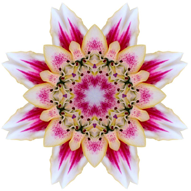 Λουλούδι Mandala στοκ εικόνα Λουλούδι Mandala στοκ εικόνα