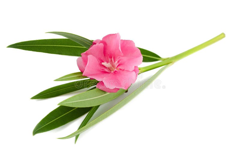 Oleander flower and leaves isolated on white. Oleander flower and leaves isolated on white