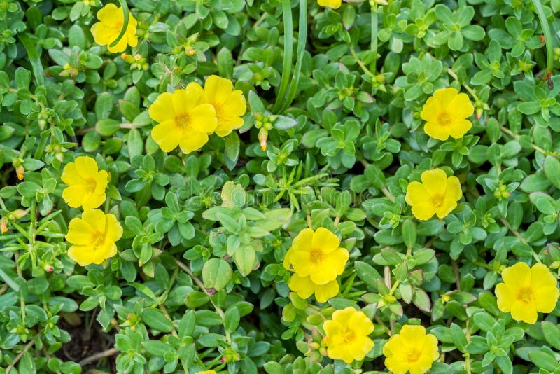 Λουλούδι Yellow Rose mose στοκ εικόνες Λουλούδι Yellow Rose mose στοκ εικόνες