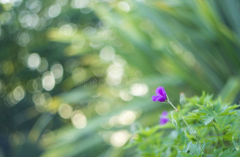 Λουλούδι και bokeh στοκ φωτογραφίες Λουλούδι και bokeh στοκ φωτογραφίες